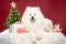 Samojed