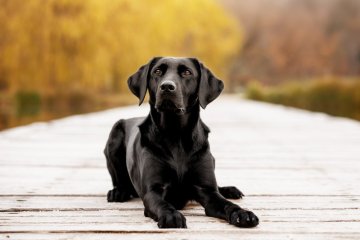 Labradorský retrívr