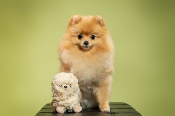 Německý špic trpasličí