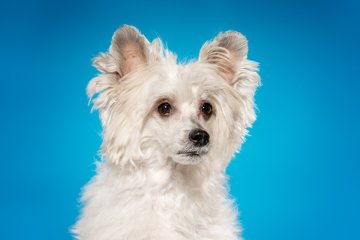 Čínský chocholatý pes