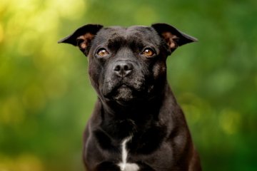 Stafordšírský bulteriér