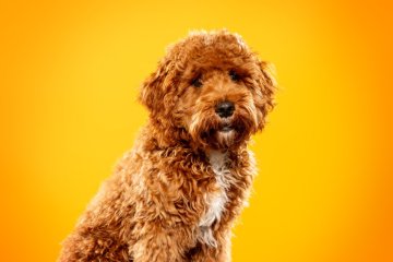Cavapoo