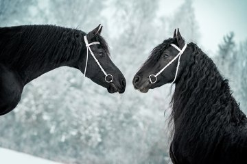 Výuka focení koní - Určeno pro - fotografy koní