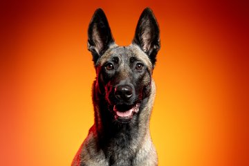 FOR PETS 2024