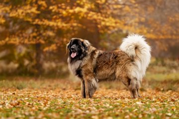 Leonberger