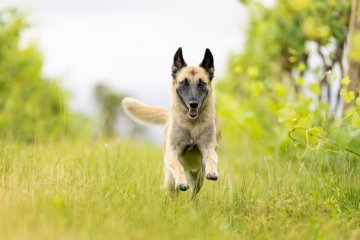 Malinois a čivava