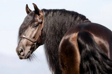 Majestic Horses