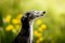 Španělský galgo