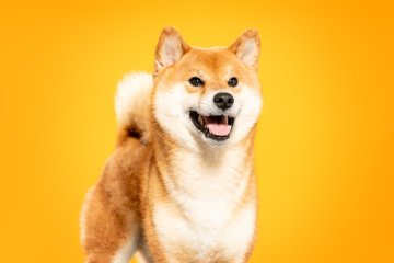 Shiba inu