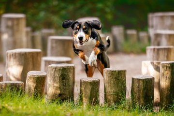 Entlebuchský salašnický pes