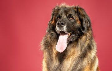 Leonberger