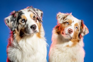 FOR PETS 2025