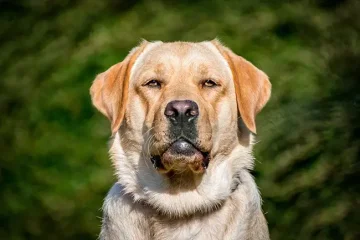 Labradorský retrívr