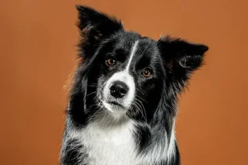 Fotografování pro Funky Dog