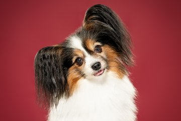 Papillon