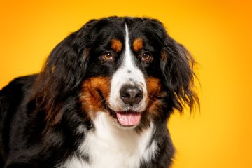 Bernský salašnický pes