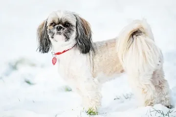 Shih Tzu