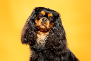 Kavalír King Charles Španěl