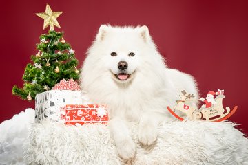 Samojed
