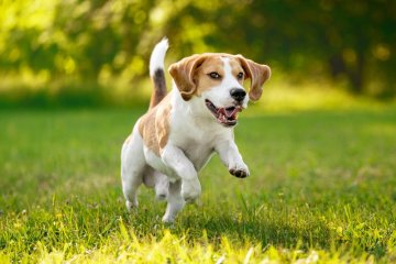 Beagle
