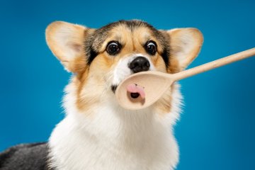 Welsh Corgi Pembroke