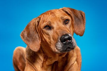 Rhodéský ridgeback