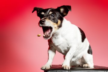Jack Russell teriér
