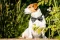 Jack Russell Teriér
