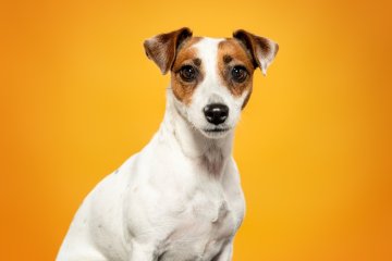 Jack Russell teriér