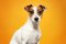 Jack Russell teriér