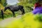 FOTO VÝLET: Pony farma Zelené údolí