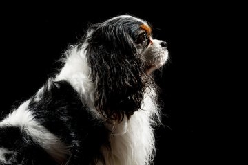 Kavalír King Charles španěl
