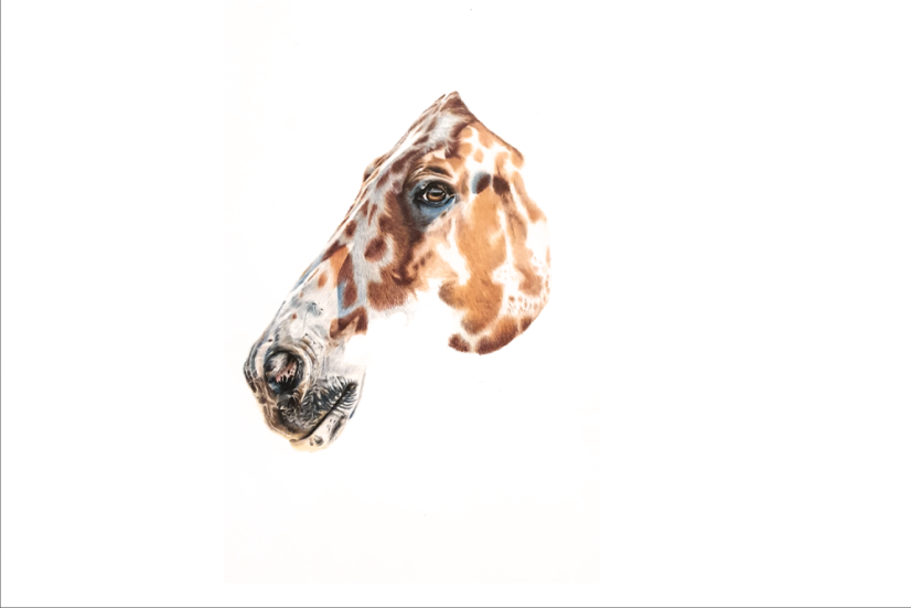 Poukaz na focení psů v exteriéru a ručně kreslený portrét