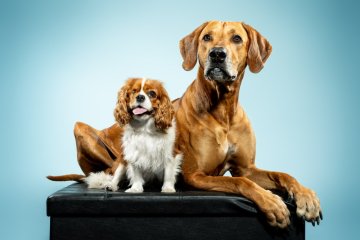 Rhodéský ridgeback a Kavalír King Charles Španěl
