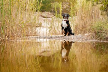 Appenzellský salašnický pes