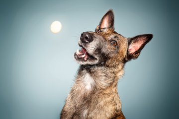 Focení psů v ateliéru - Počet fotografií - 10 ks
