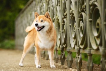Shiba inu