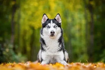 Sibiřský husky