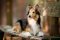 Sheltie