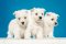 West Highland White Terrier