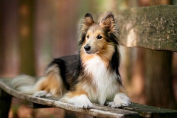 Sheltie