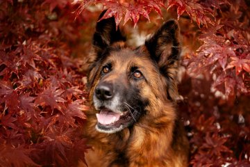 Němečtí ovčáci dlouhosrstí