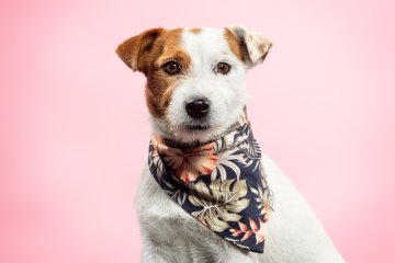 Jack Russell teriér