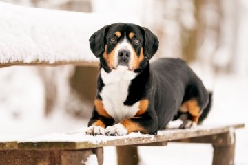 Entlebuchský salašnický pes