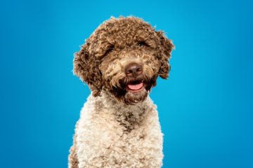 Lagotto romagnolo