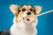 Welsh Corgi Pembroke