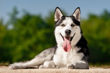 Sibiřský husky