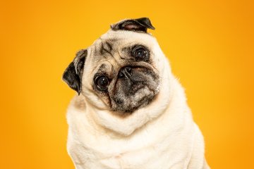 Mops