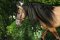 Troyan Stables
