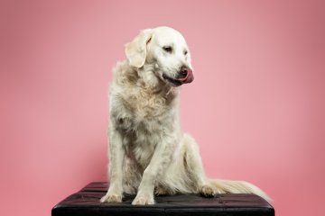 Zlatý retriever